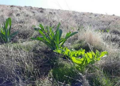 احیای گونه های کمیاب گیاهان دارویی در روستای دزک