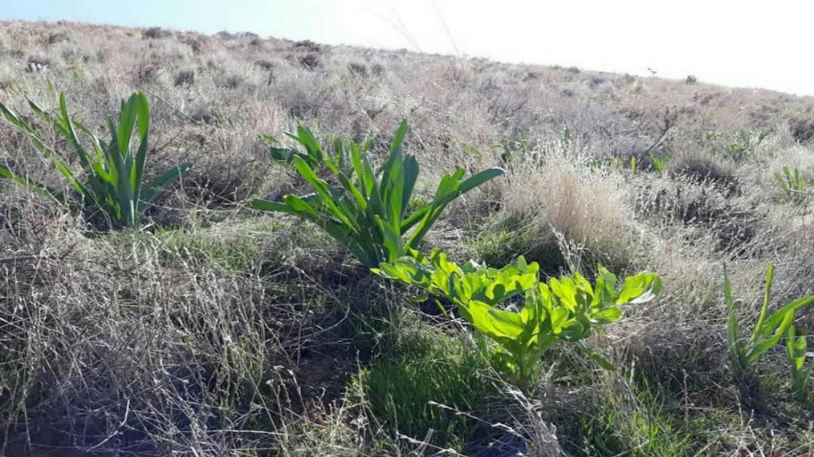 احیای گونه های کمیاب گیاهان دارویی در روستای دزک احیای گونه های کمیاب گیاهان دارویی در روستای دزک